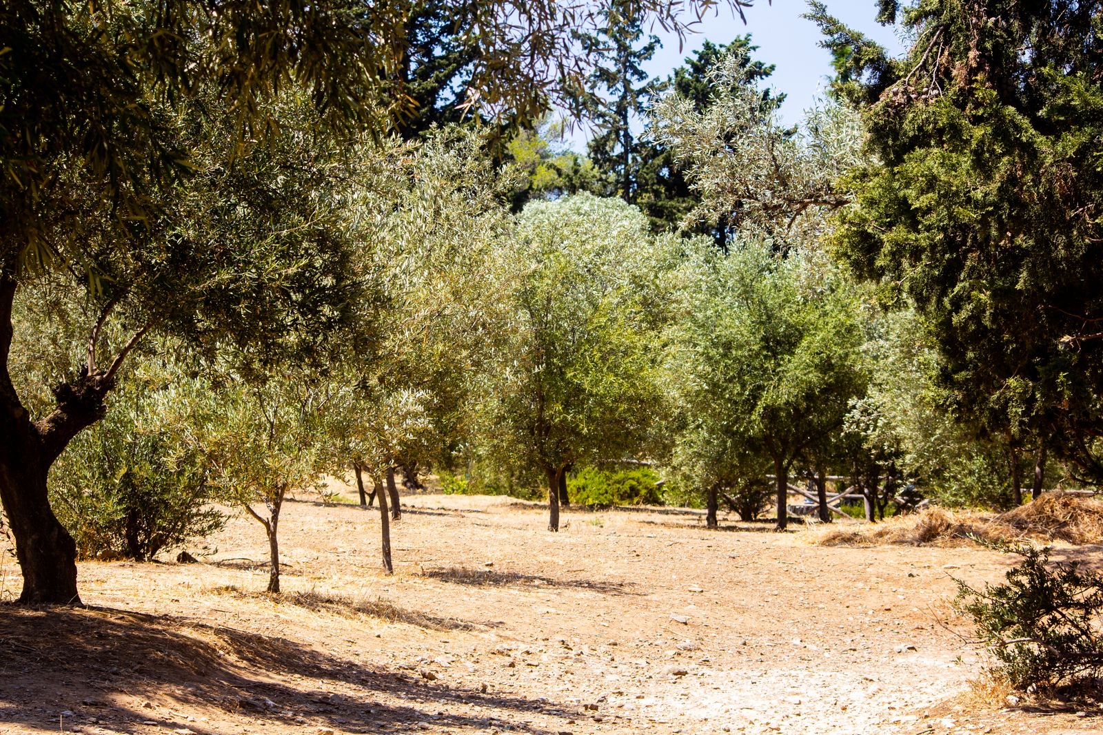 Uliveto nella campagna del Cilento, terra di olio extravergine