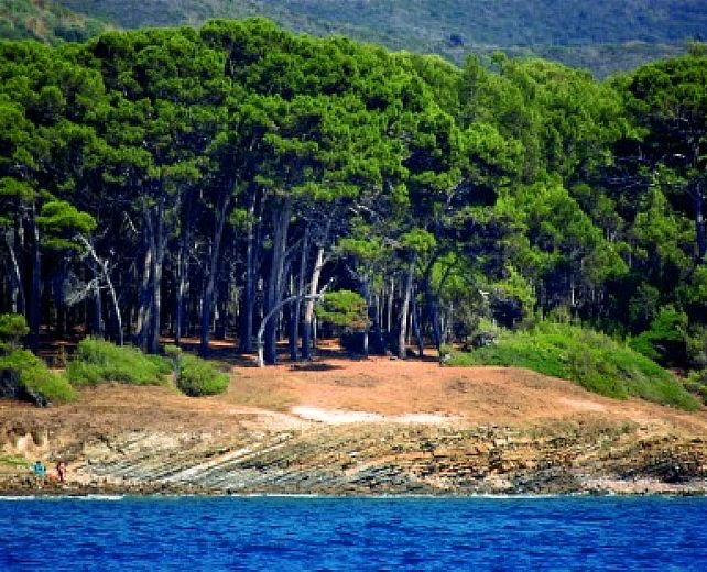 La pineta di Punta Licosa che scende sulla costa rocciosa affacciata sul mare