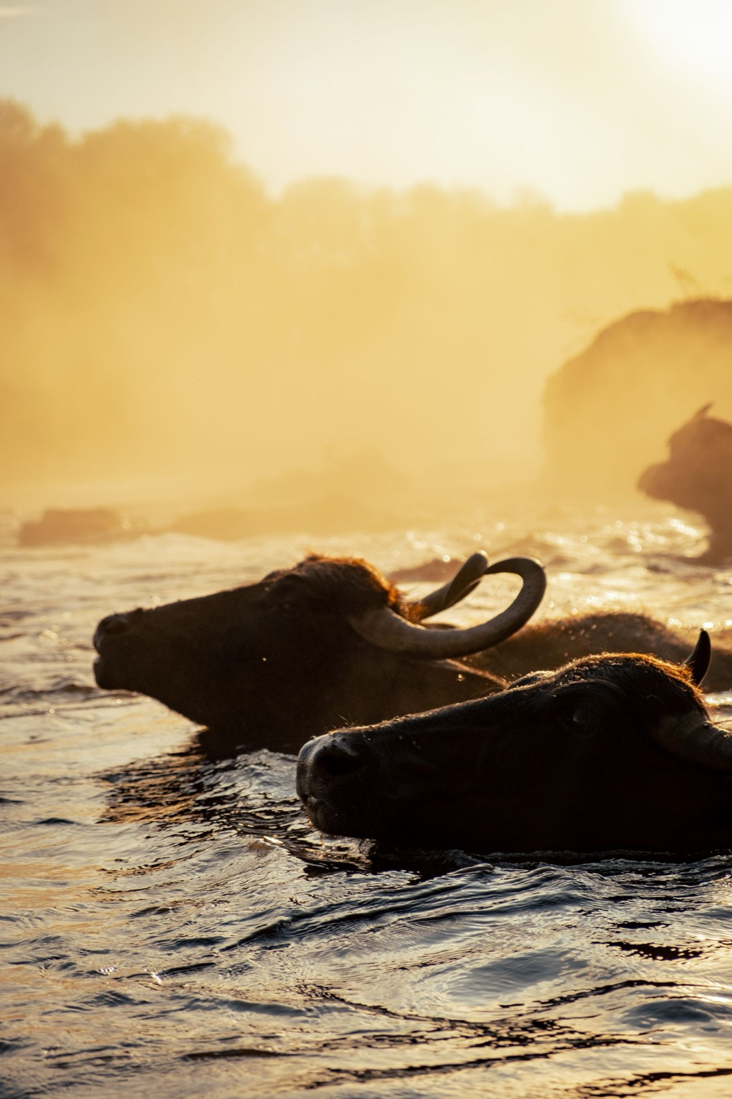 Bufale immerse nell'acqua, allevate nella Piana del Sele