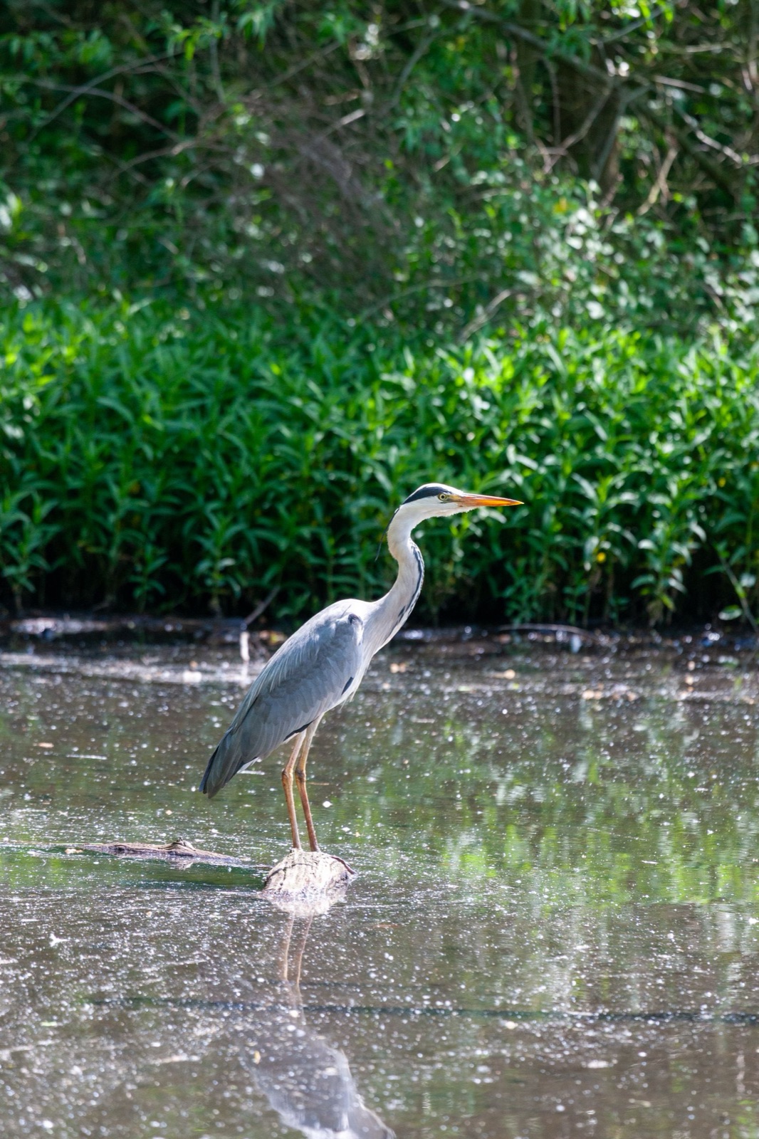 Oasi di Persano: natura e birdwatching sul fiume Sele