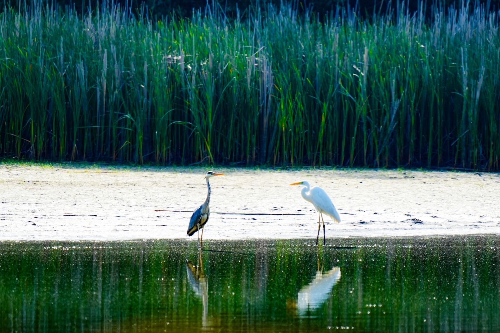 Zona umida con aironi lungo il fiume Sele, ambiente tipico dell'Oasi di Persano